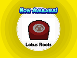Lotus Roots