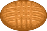 Peanut Butter Cookie
