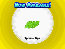 Spruce Tips