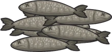 Anchovies (CTG)