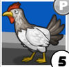 Chicken (CTG)