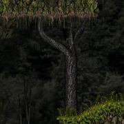 Thicket Woods.png