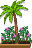 Palm Tree