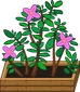 Furni plants