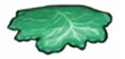 Lettuce leaf.jpg