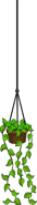 Hanging Plant