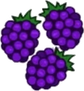 Blackberries Transparent.png