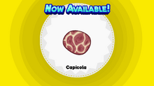 Capicola (ZHD).png