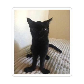 Jinx | Floppa Wiki | Fandom