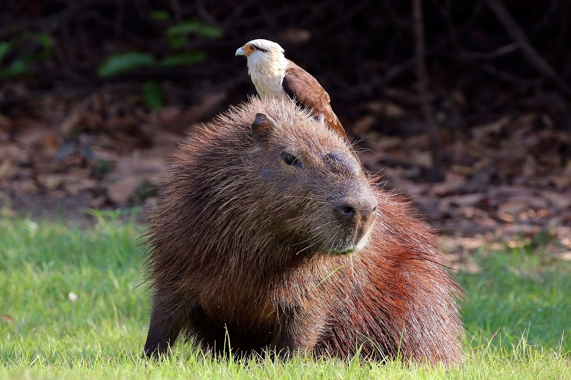 someone said to make floppa or capybara but now I can't find the