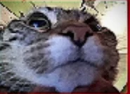 Sophers (originally a cat page from the dogelore wiki)