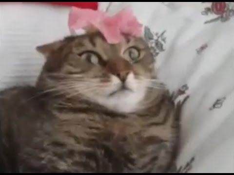 Cursed Cats on X: Monkey NFT or floppa, which one y'all picking?? / X