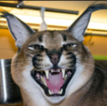 Big Floppa Gosha Loves Mom : Caracal 