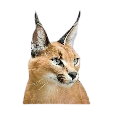 Floppapedia Revamped Wiki