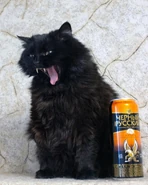 matvei/matthew (based on a spam page/low quality page)