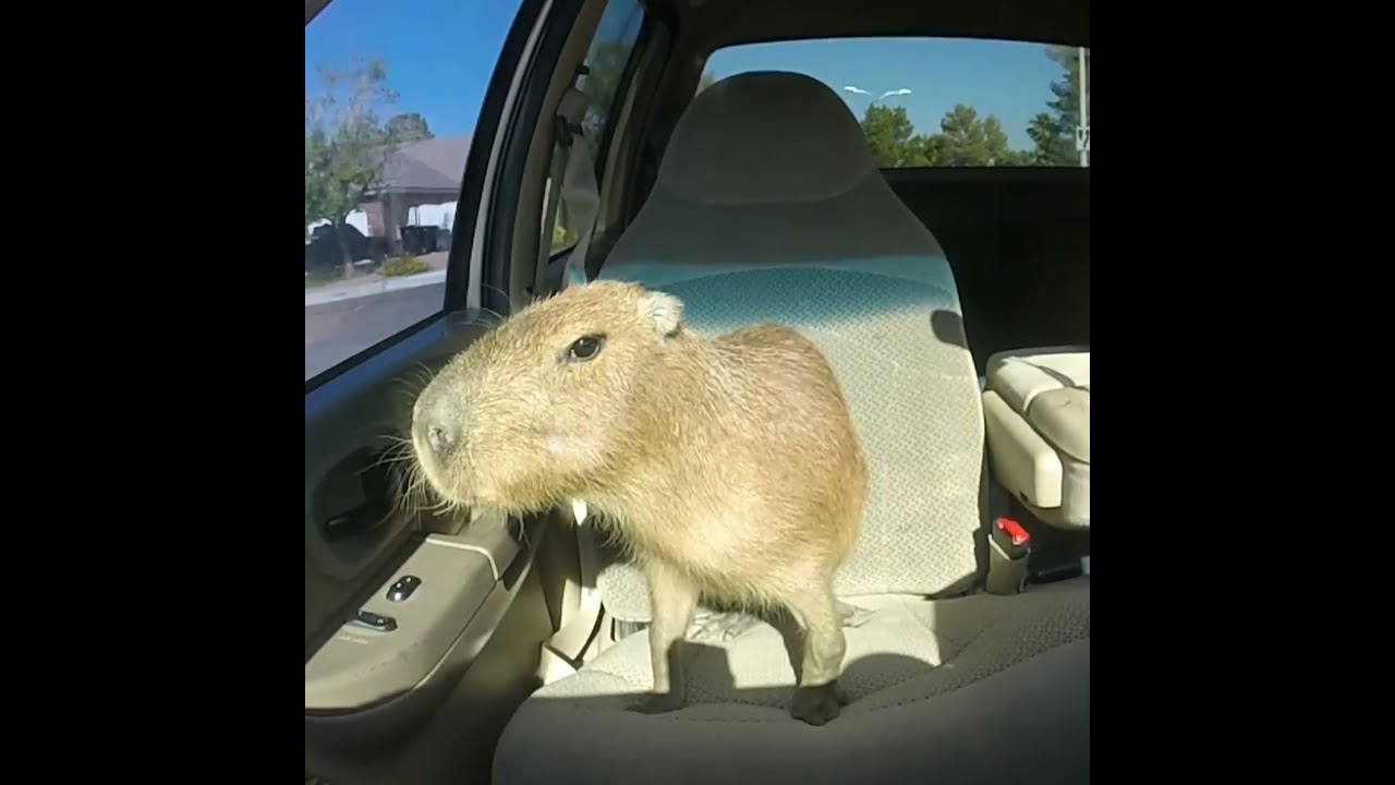 Capivara andando de carro' Explicado (Ok, I Pull Up) 