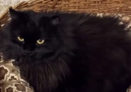 another image of matthew/matvei