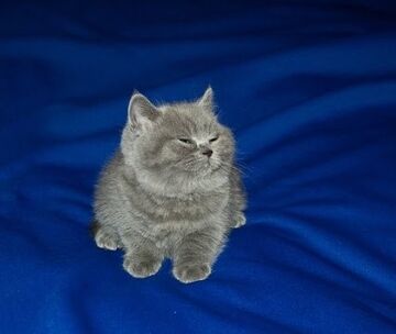 Little gray kitten cheap