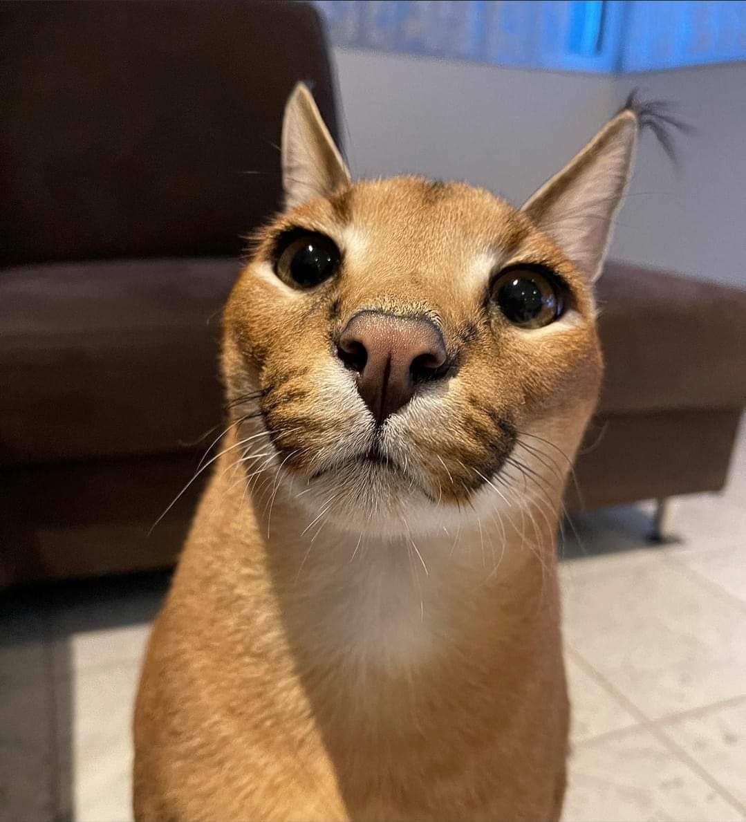 i lost #staringcontest #stare #eyes #ears #floppa #meme #caracal