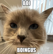 boi boingus [K]