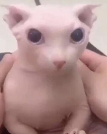 Raise a floppa irl - Hairless Cat