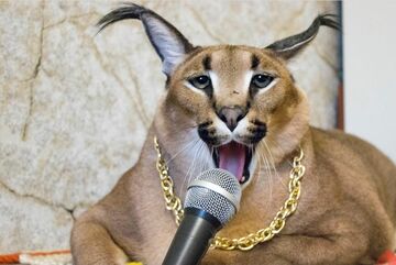 meow #cat #caracal #floppa #bigfloppa #animal #catsoftiktok #funny #cu, caracal