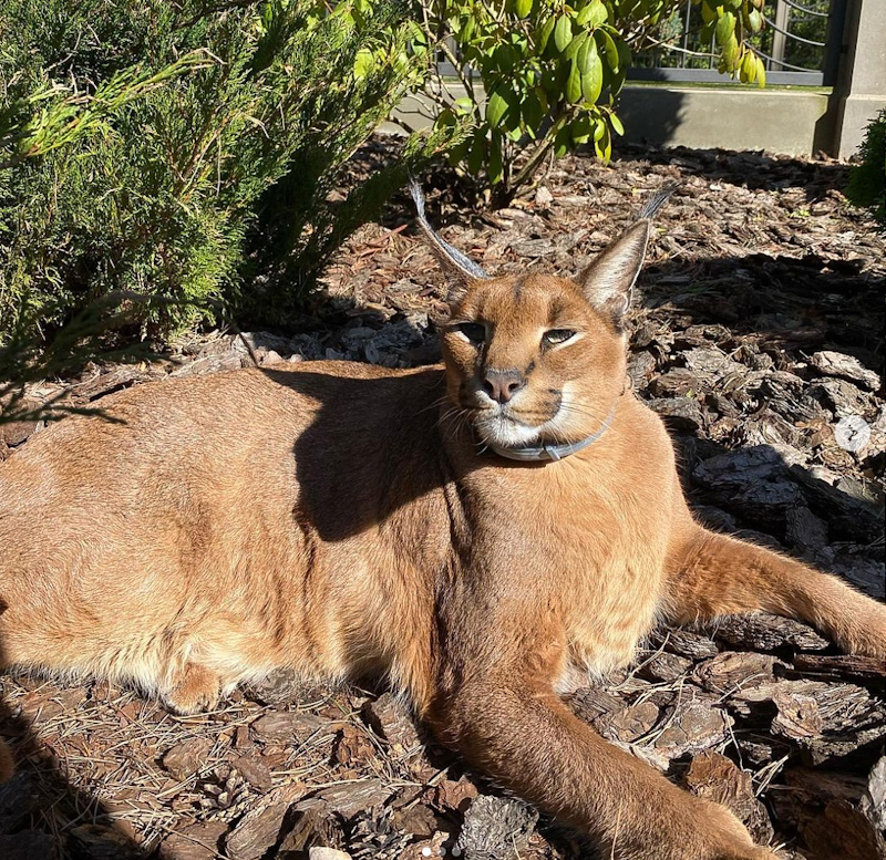 Pumba is a Floppa or Caracal! #floppa #caracal #cats #growl, caracal cat