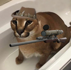 ARE YOU TELLING ME FLOPPA ISNT IN THE GAME!? (OR JUST A CARACAL CAT) :  r/animalroyale