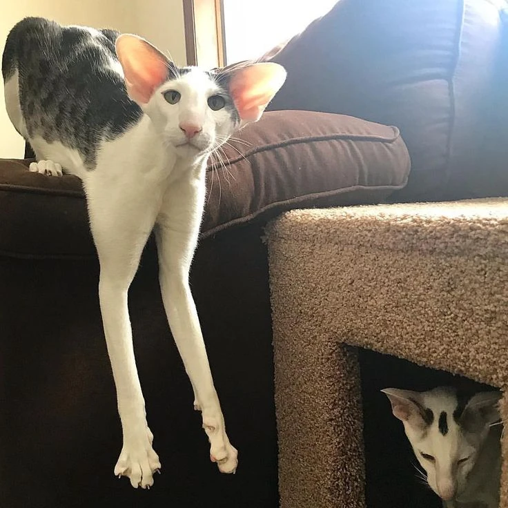 Кот грузин фото порода