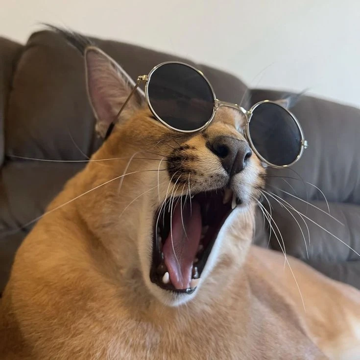 Sunglasses Floppa Floppapedia Revamped Wiki Fandom