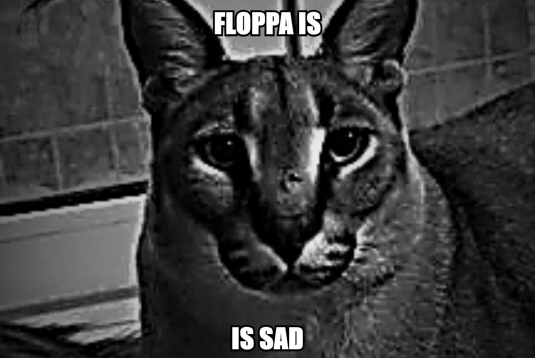 Floppa is kil (sad) : r/memes