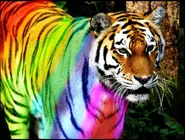 Rainbow Katus (not her actual name)