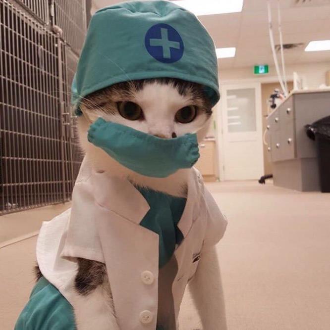 Doctor Cat Floppapedia Revamped Wiki Fandom
