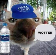 wotter