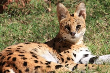 Serval #Sogga #Floppa #Cat #Animal #Africa #Exotic #Savannah #Сервал #Кот  #Cute #Adorable #floppa #cuteserval #bigcat #bigears #spotted…