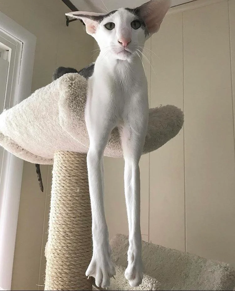 Teddy the cat deals