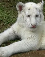 White Katus (can open white holes)