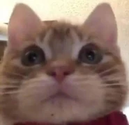 Siguross0760sa/Gusic.jr [K]