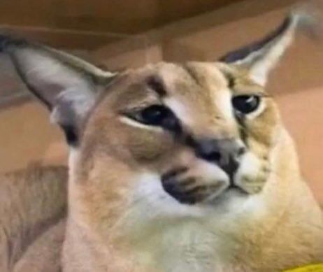 Baby Floppa Floppa GIF - Baby Floppa Floppa Caracal - Discover