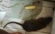 Foogenzuelian giant rat