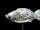 Cadmium