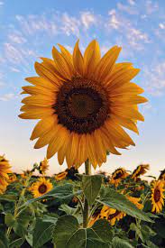 Girasol | Wiki Florapedia (Plantas y Flores) | Fandom