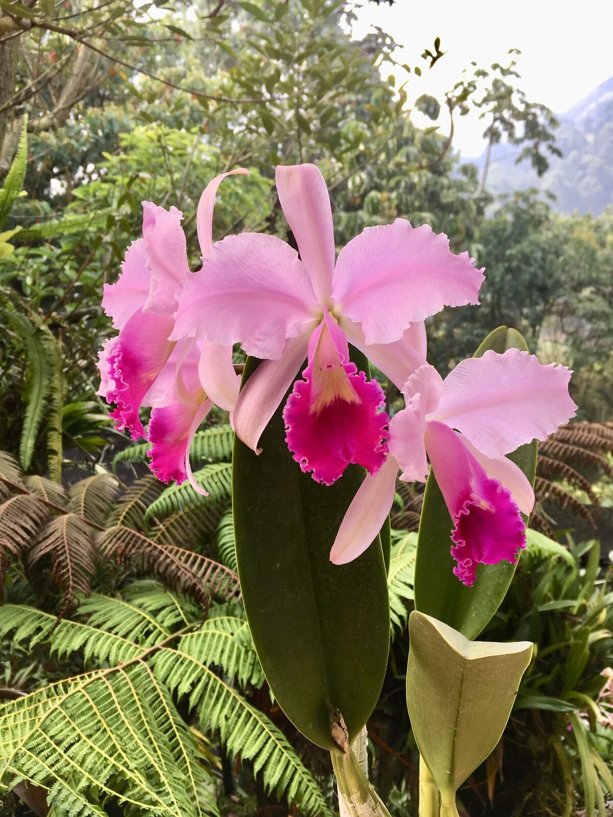 Cattleya R34 - oll7q37