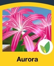 Aurora | Flower Garden Wiki | Fandom