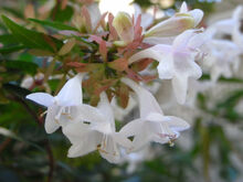 Linnaea × grandiflora