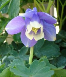 Aquilegia flabellata var