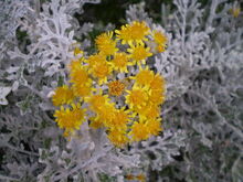 1280px-Jacobaea maritima 0.3 R