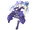Cineraria