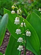 800px-Convallaria majalis 0002