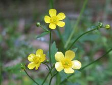 Ranunculus japonicus flower